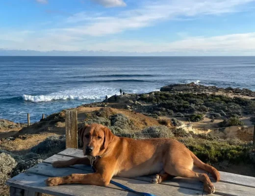 Dog-Friendly Spots Along the Great Ocean Road