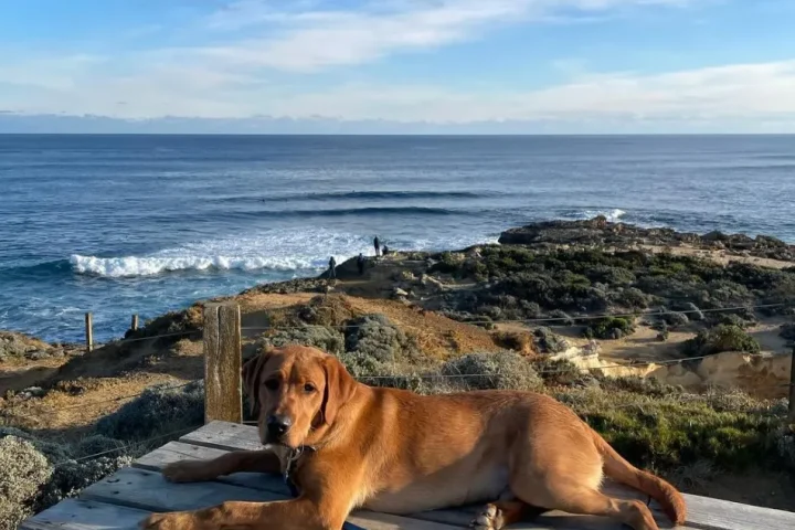 Dog-Friendly Spots Along the Great Ocean Road