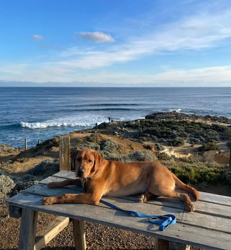 Dog-Friendly Spots Along the Great Ocean Road