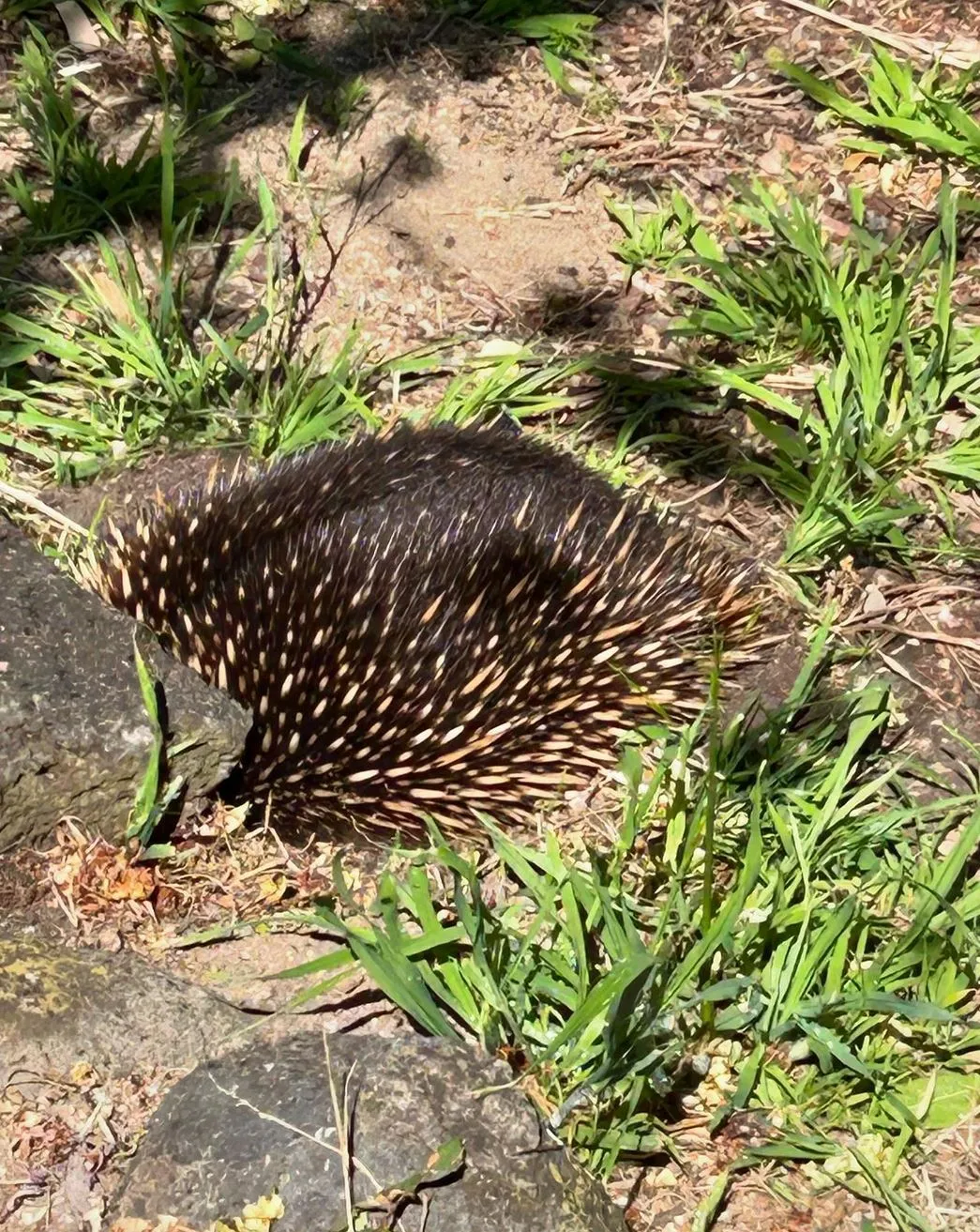 Echidnas, Mornington Peninsula National Park