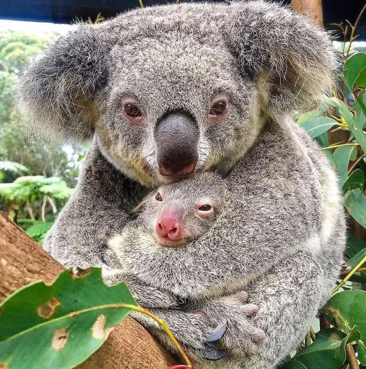 Koalas, French Island National Park