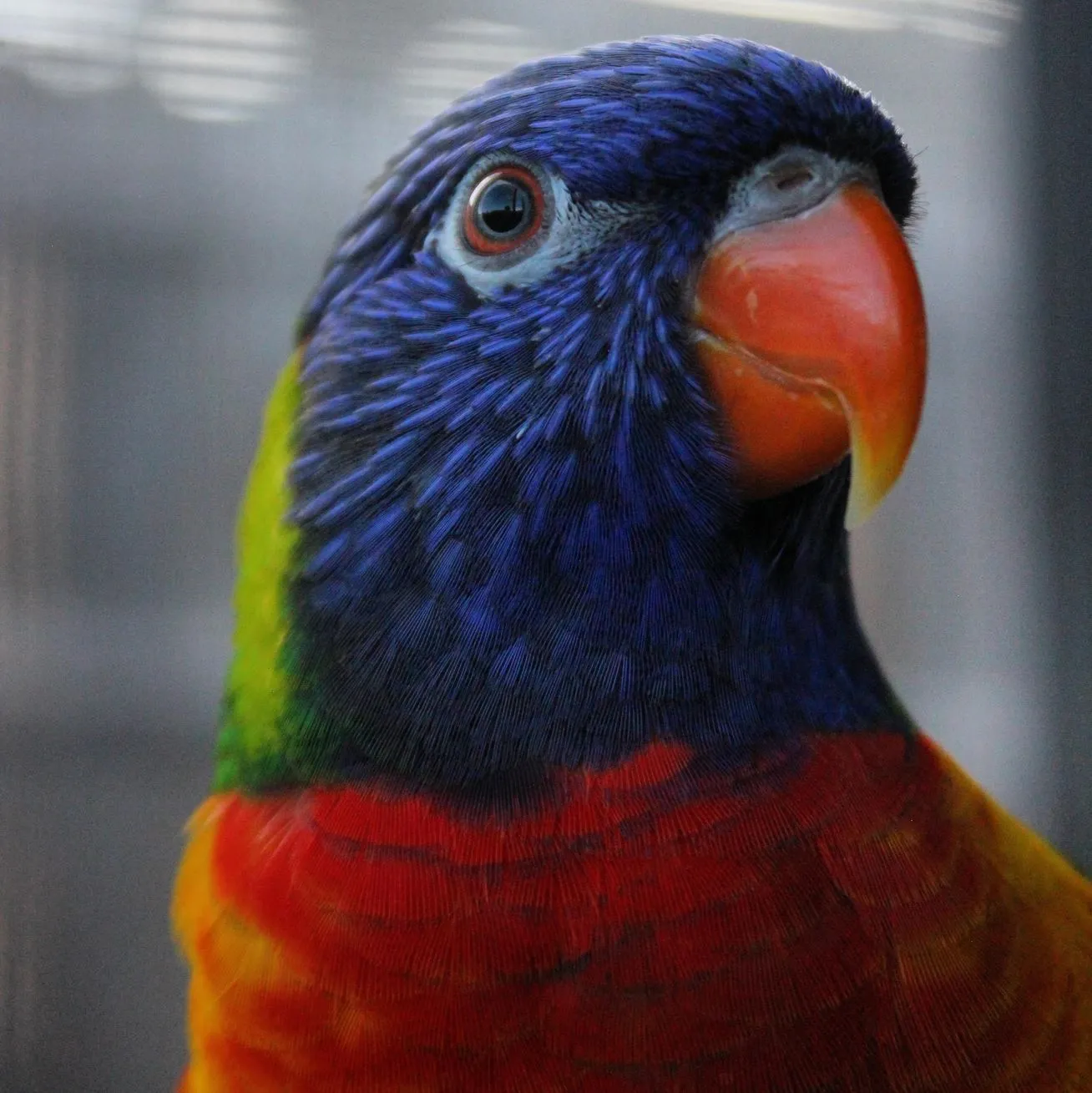 lorikeets, Cape Schanck Lighthouse Reserve