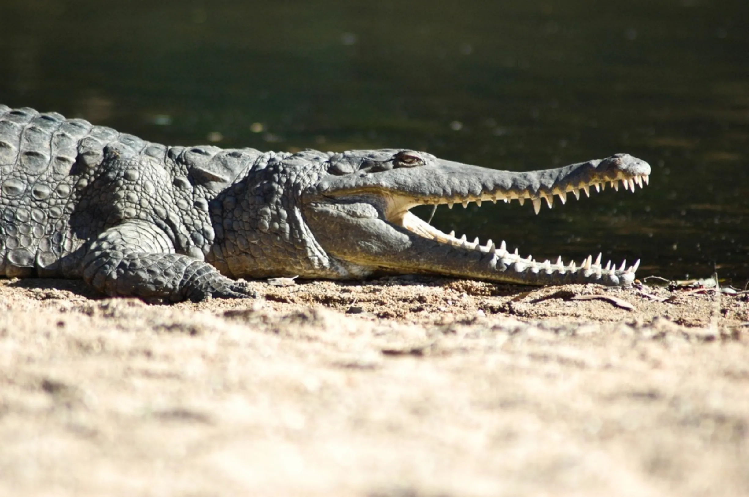 Crocodiles in Katherine Gorge