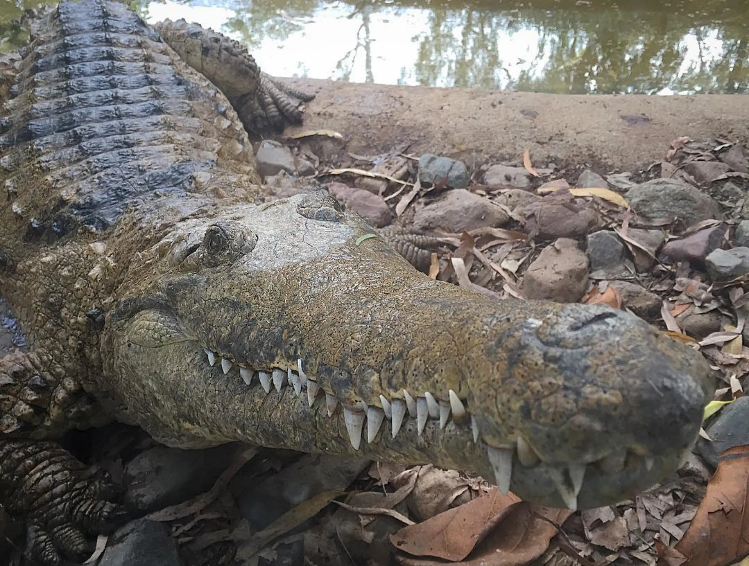 crocodile traps
