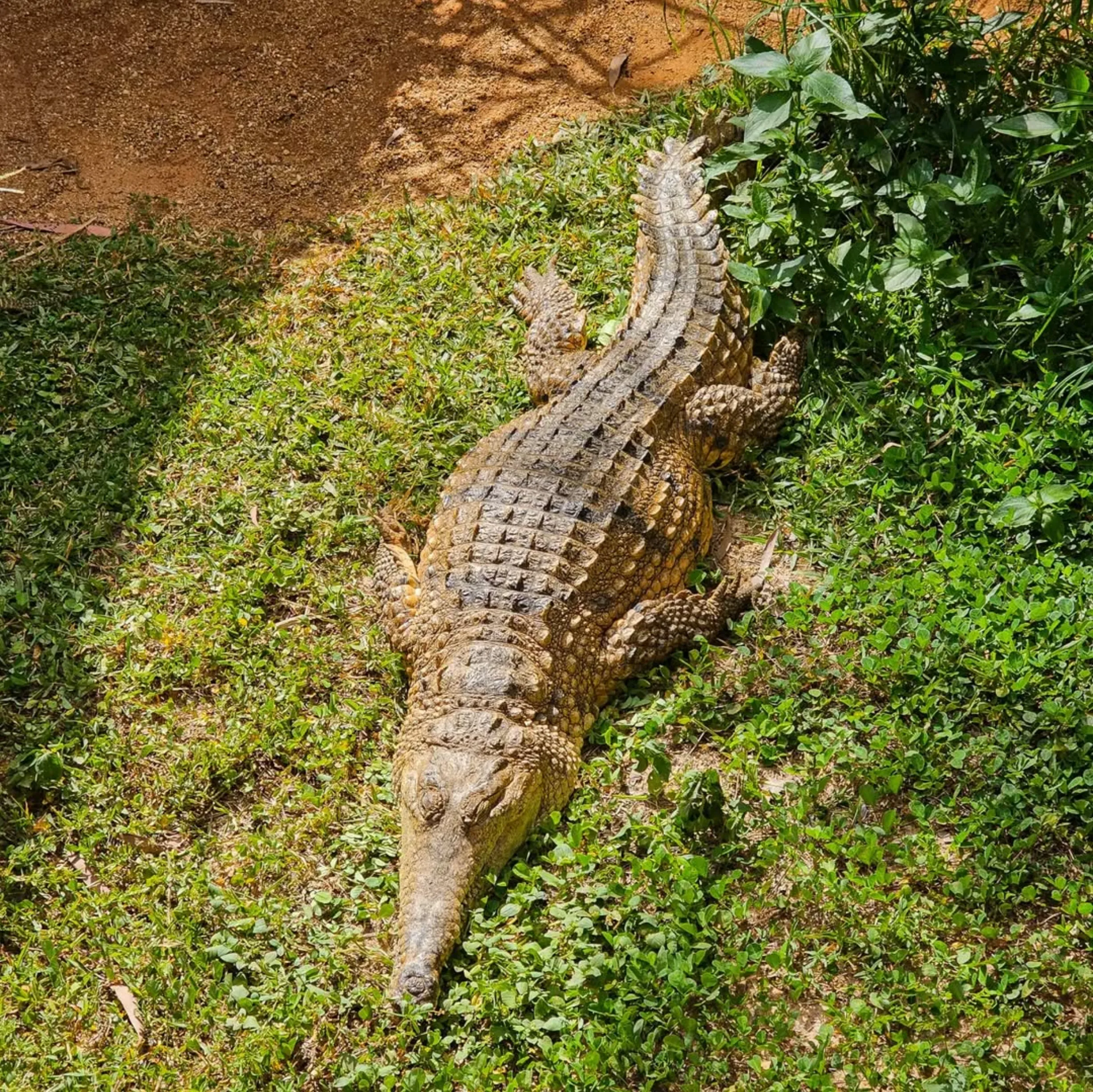 freshwater crocodiles
