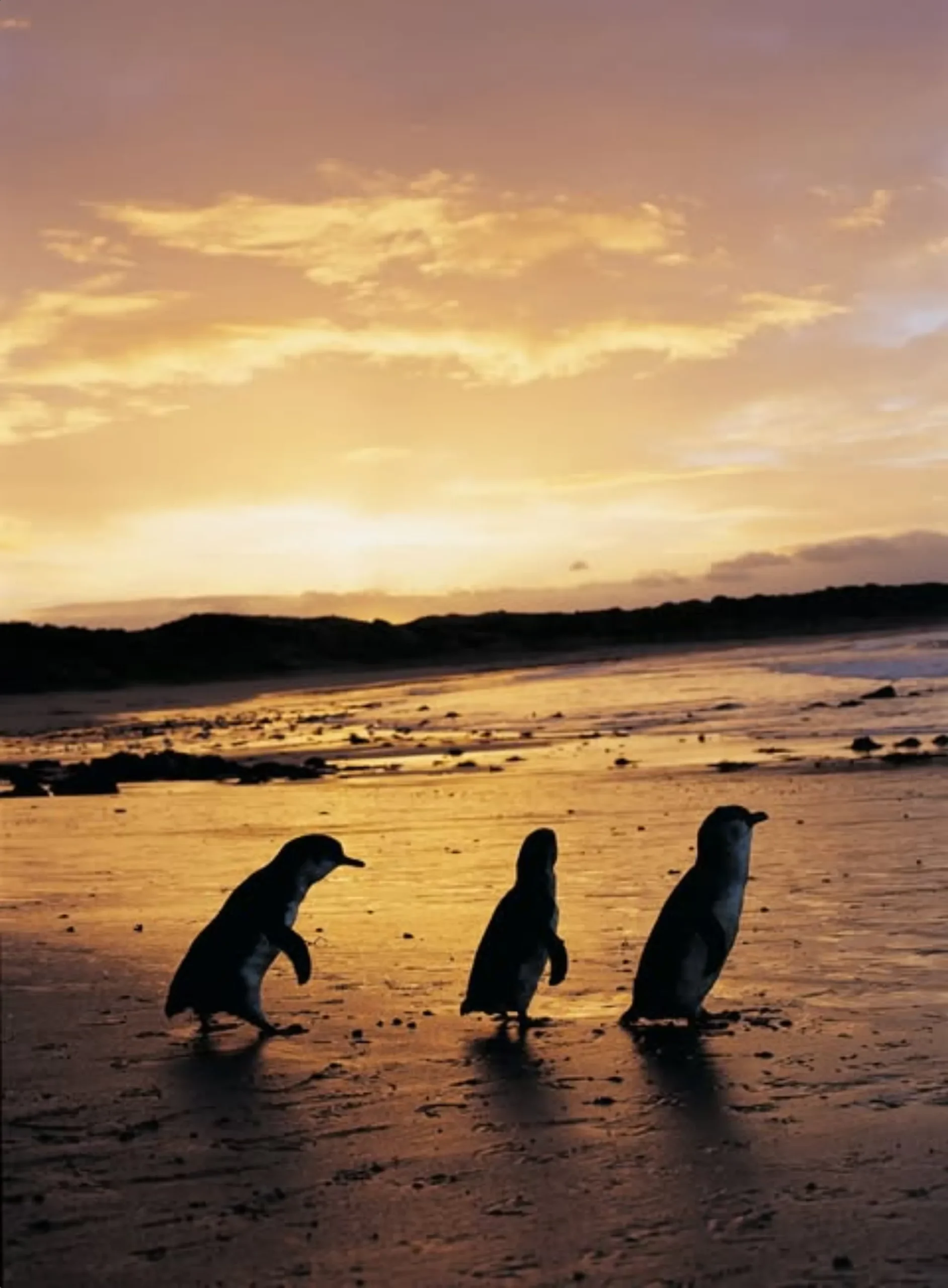 best time to visit Phillip Island