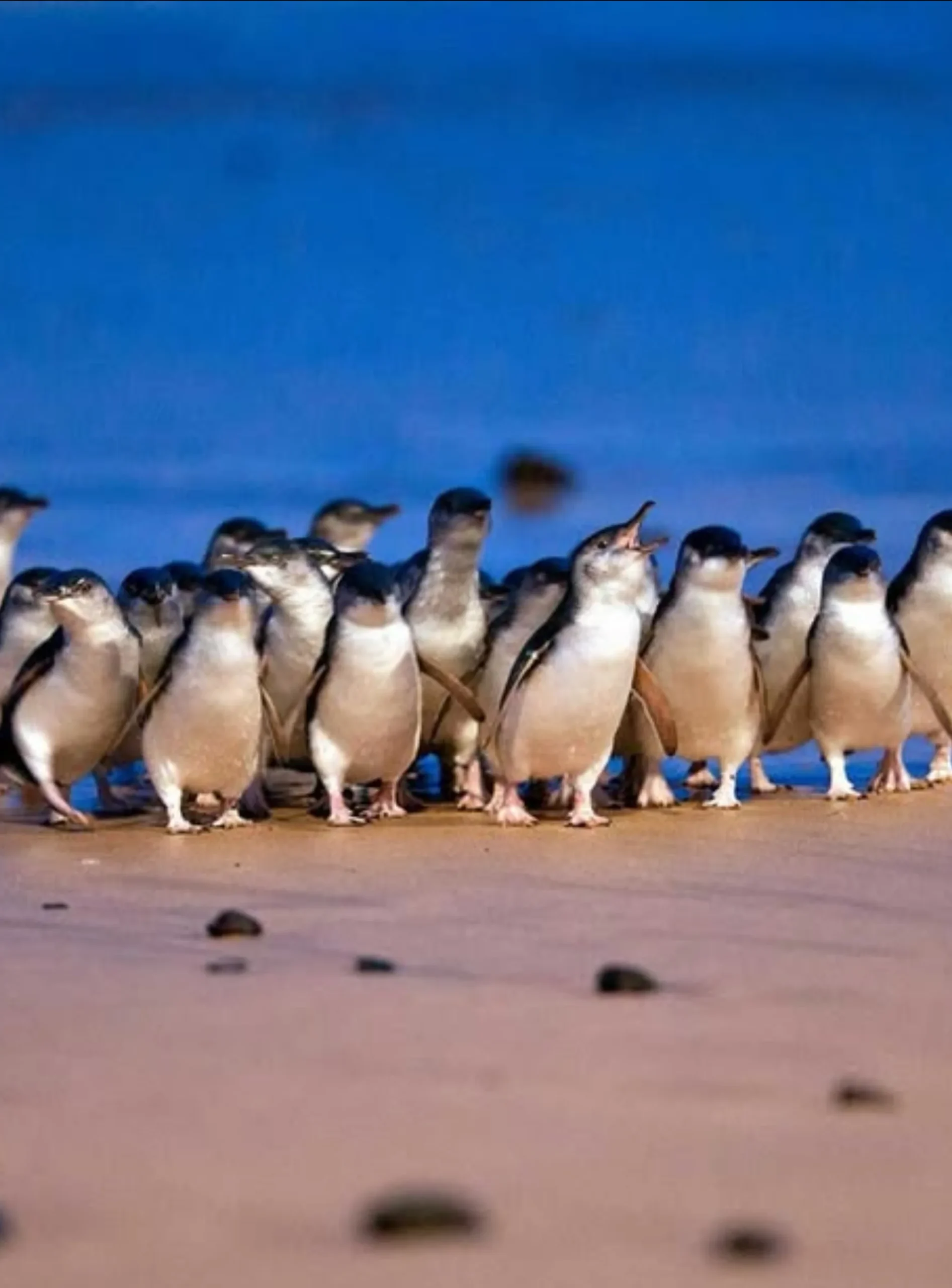 Phillip Island penguin parade