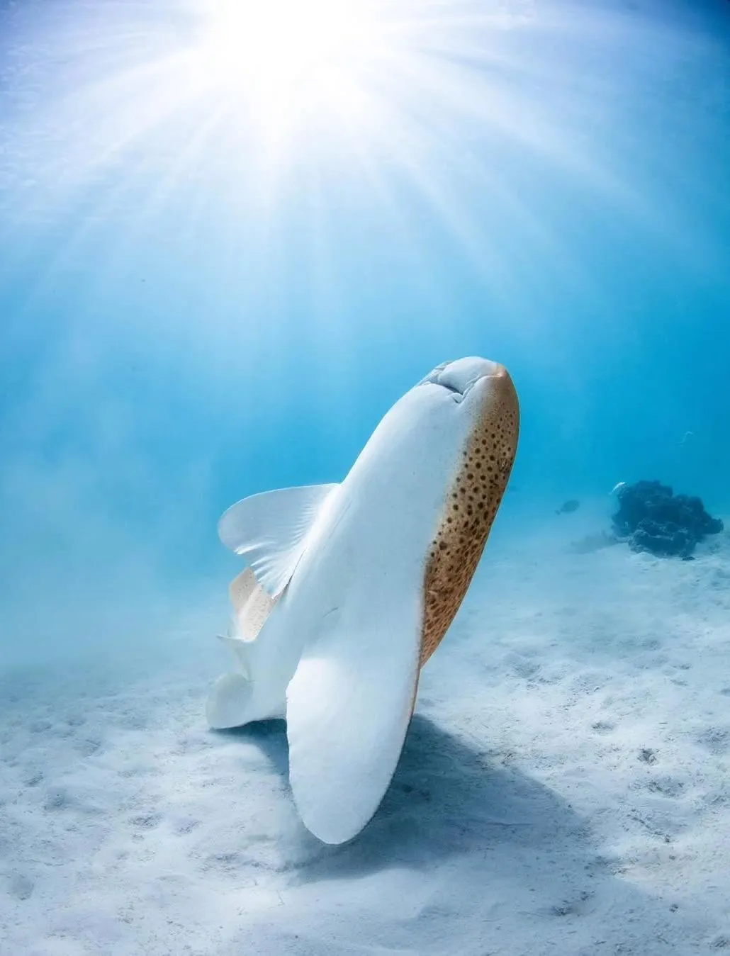 Ningaloo Reef whale sharks