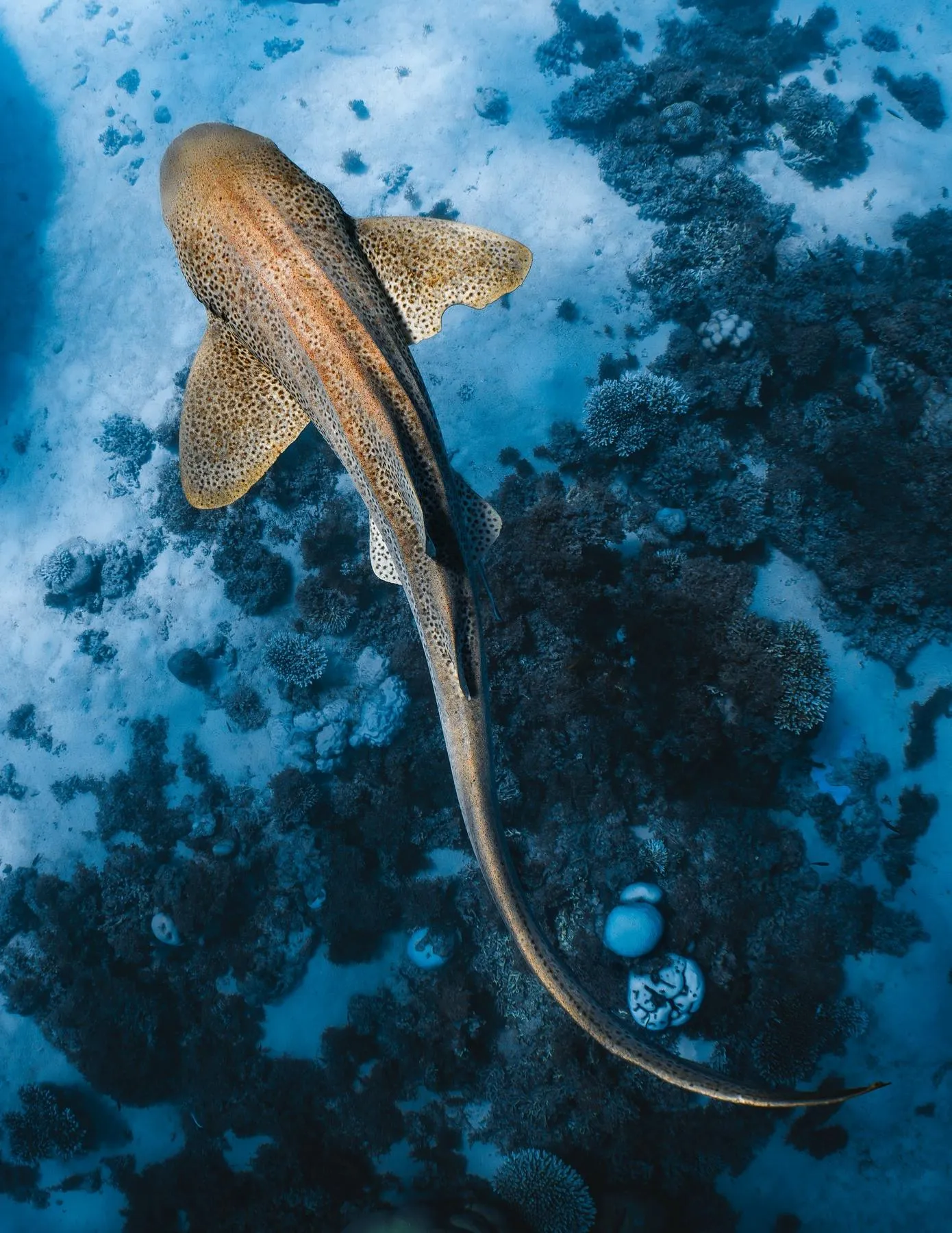 swimming with whale sharks Australia