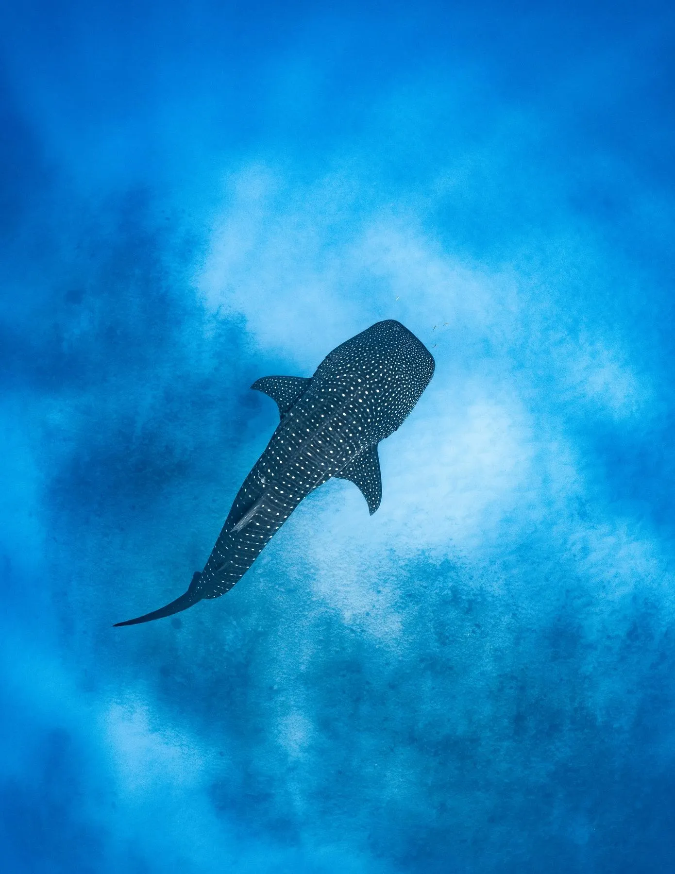 whale shark season Western Australia