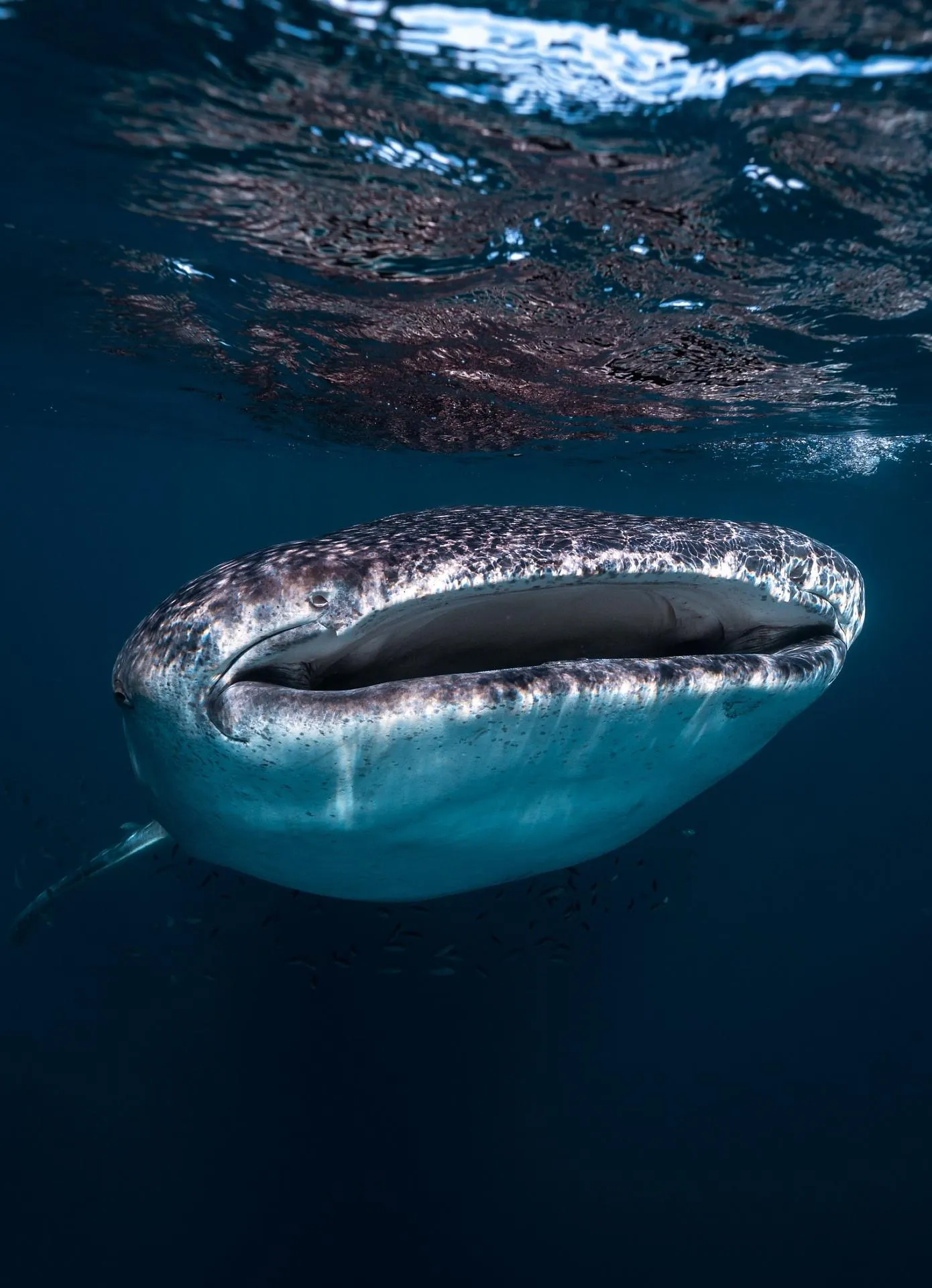 whale shark tours Exmouth